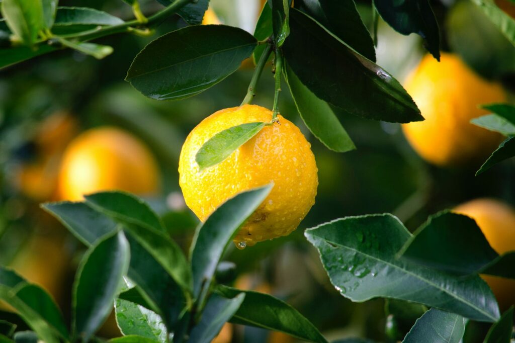 Potential Side Effects of Lemon Oil: