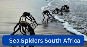 Sea Spiders South Africa