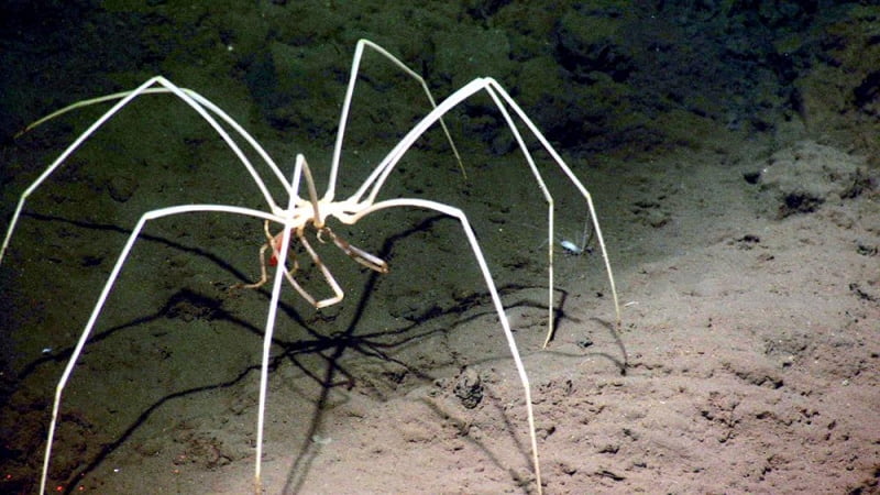 Sea Spiders in South African Waters