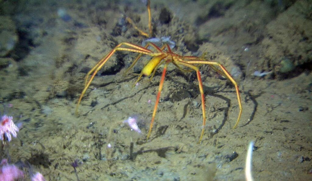 What Are Sea Spiders South Africa?