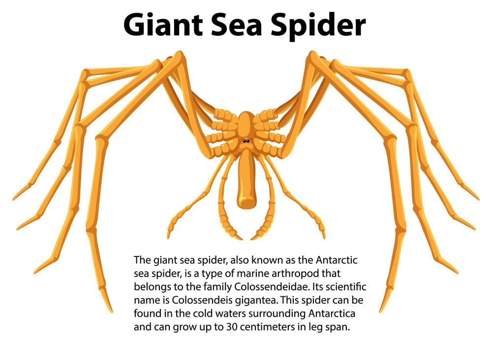 Why Sea Spiders Can't Live On Land